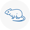 Rat Control Oswaldtwistle