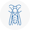 Oswaldtwistle Wasp Nest Removal